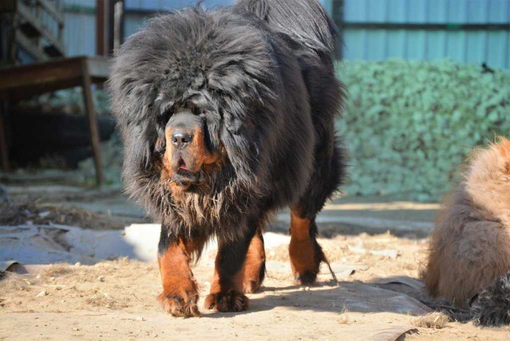 История использования