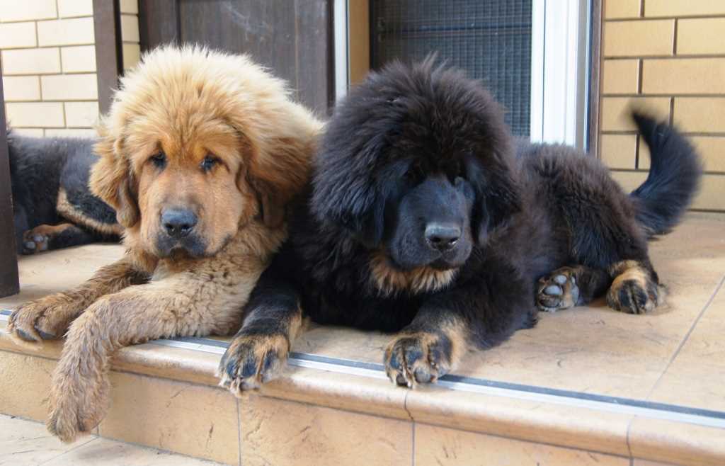 Характеристики внешности