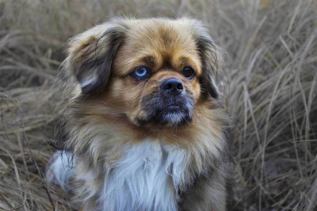 Чем кормить тибетского спаниеля?