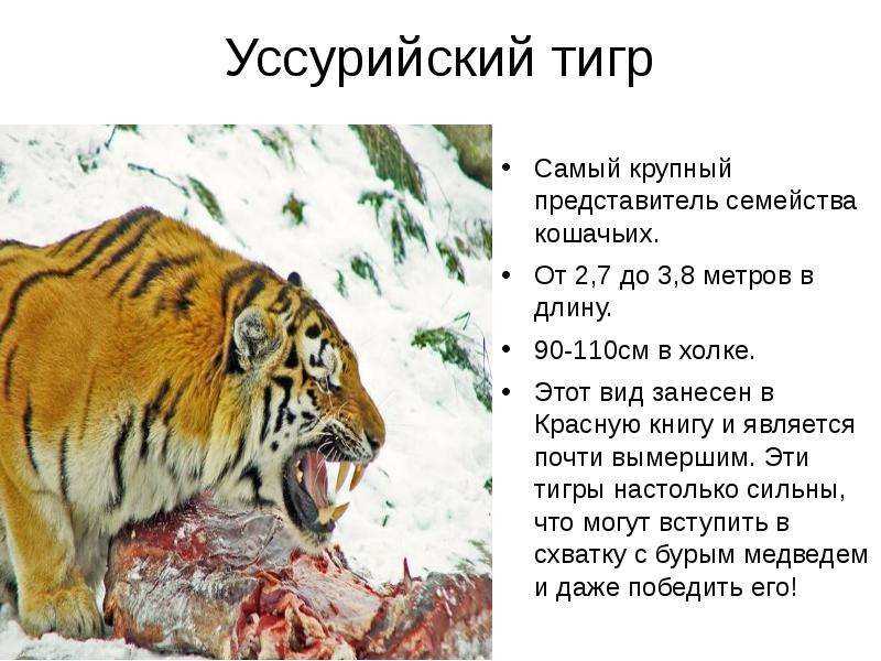 Тигр и красная книга: сбор данных и мониторинг популяции