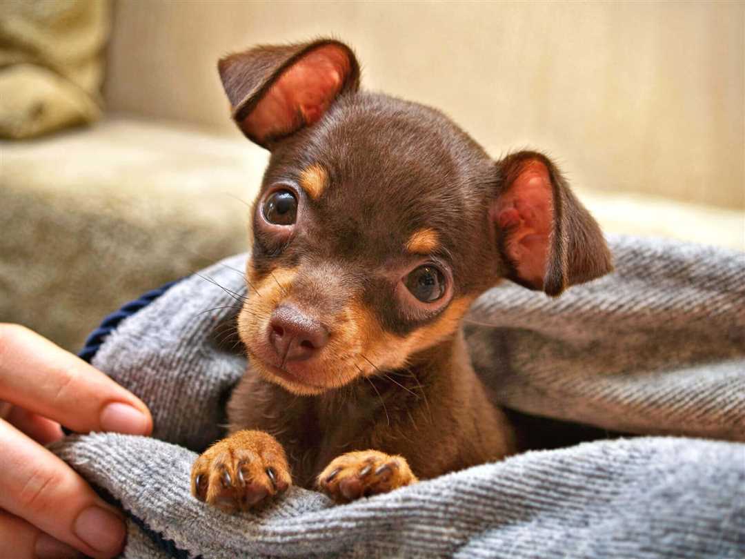 Особенности и преимущества породы