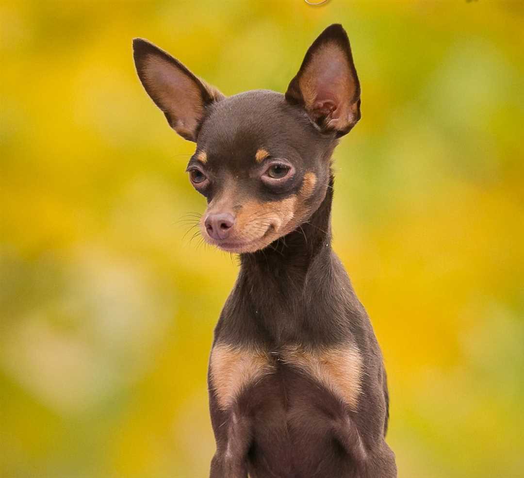 Той терьер фото