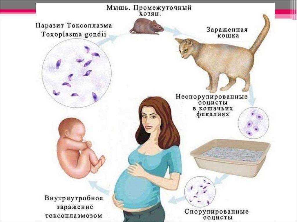 Врожденный токсоплазмоз презентация