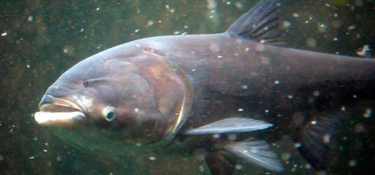 Что такое толстолобик?