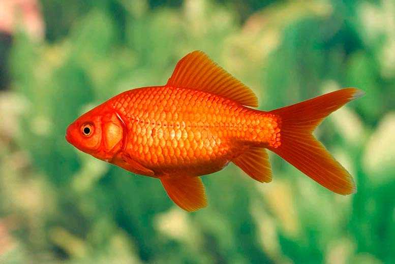 Спокойные и неагрессивные