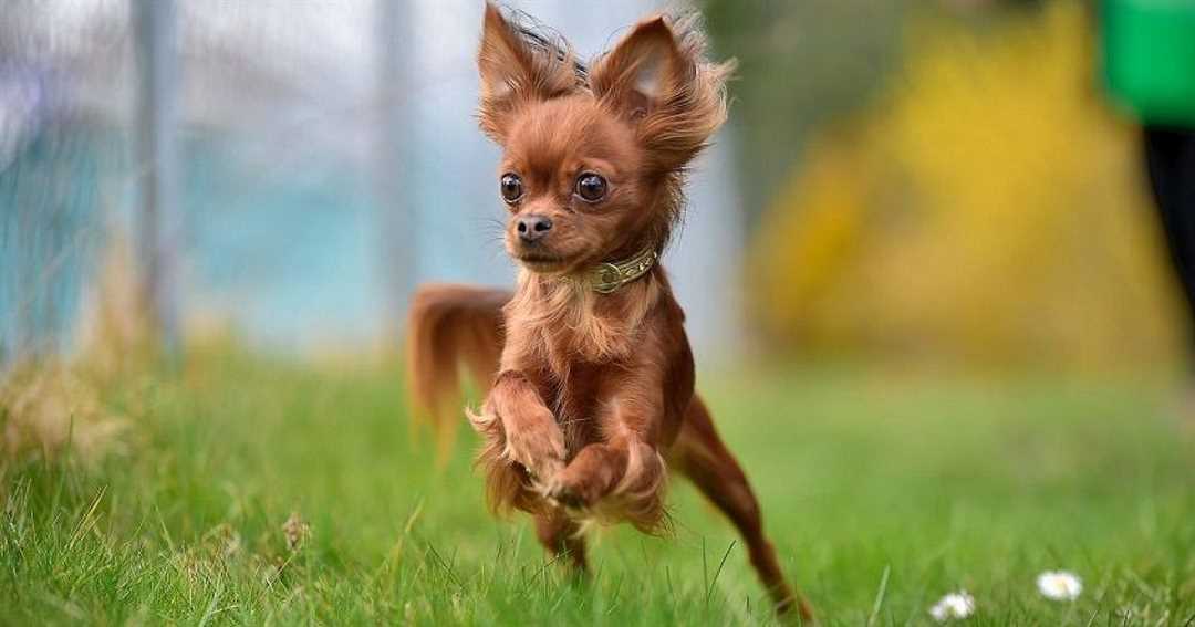 Описание породы