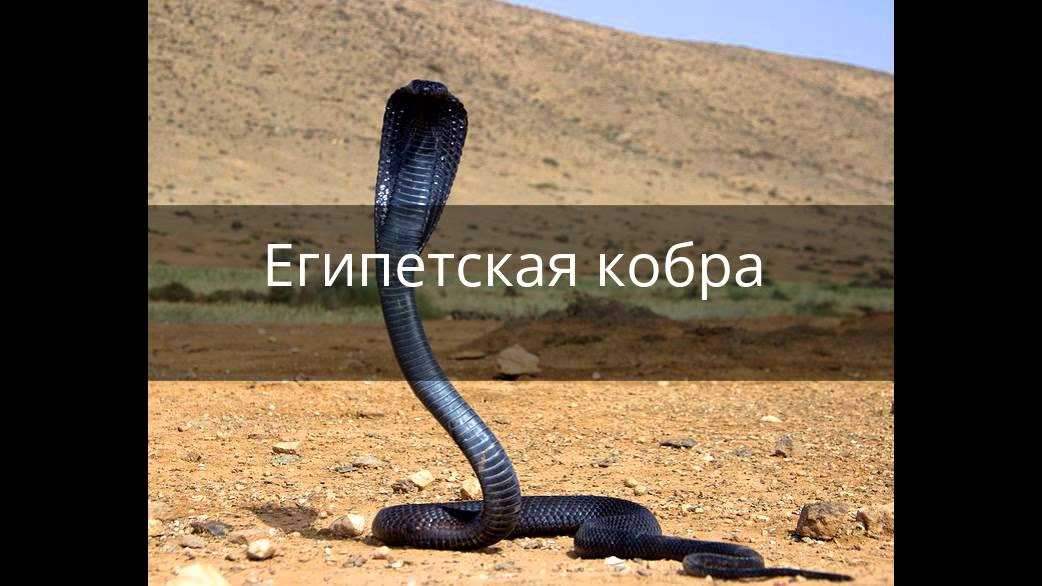 Бразильский паук-скакун