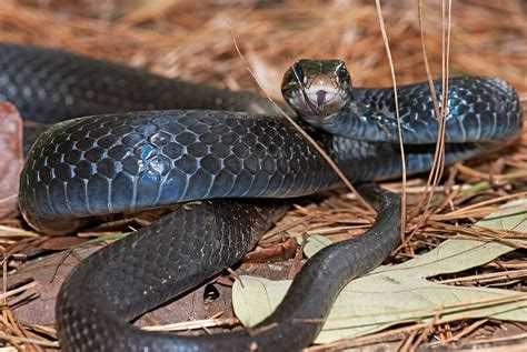 Топ-10 самых опасных животных мира: список с фото и описанием Топ-10 самых опасных животных мира: список с фото и описанием