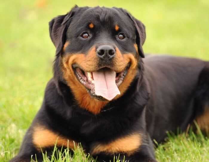 Топ-10 самых умных пород собак: кто лучше всех улавливает команды и запоминает уроки Топ-10 самых умных пород собак: кто лучше всех улавливает команды и запоминает уроки