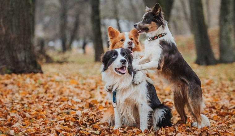 Топ-10 самых умных пород собак