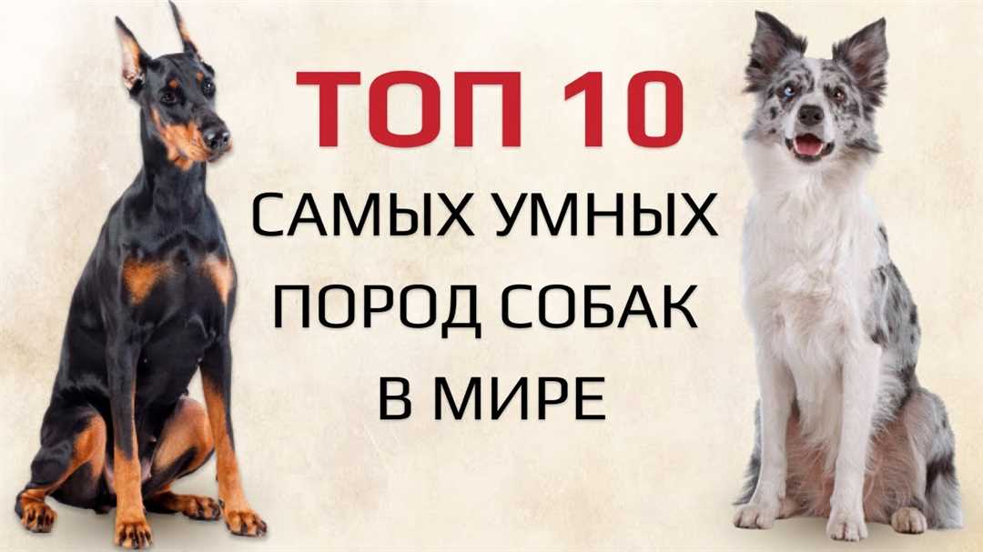 Топ-10 умных пород собак: список самых умных питомцев Топ-10 умных пород собак: список самых умных питомцев