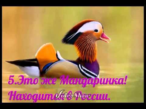 Топ-5 самых быстрых птиц мира: кто первый на финише?