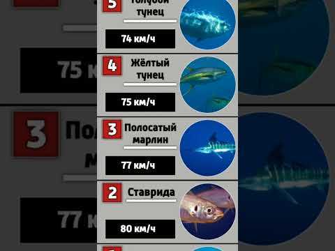 Характеристики серой акулы