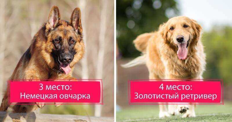 Характеристики породы