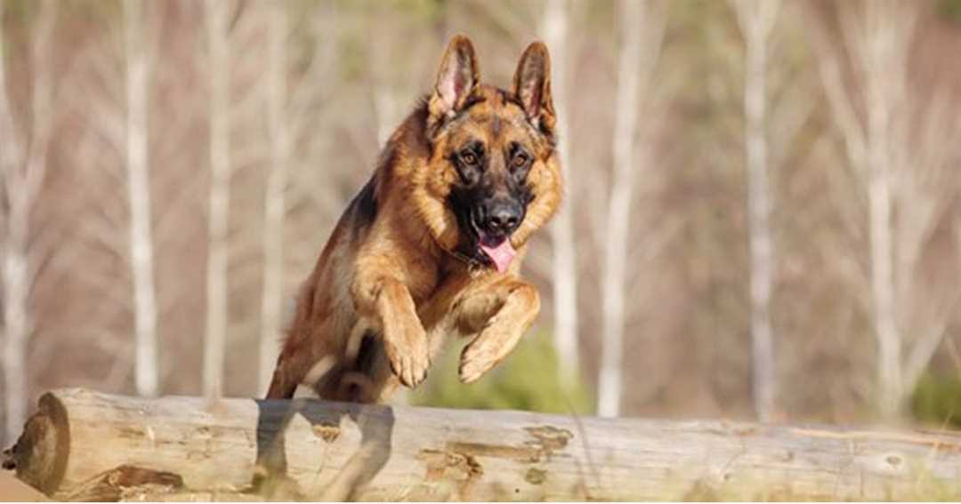 Умственные способности