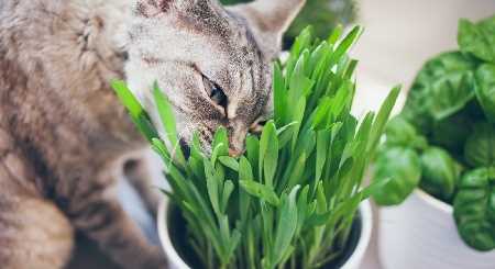 Трава для кошек: как выбрать и чем полезна Трава для кошек: как выбрать и чем полезна