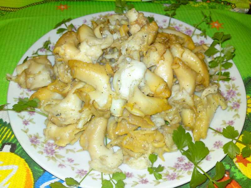 Моллюск трубач: фото и описание