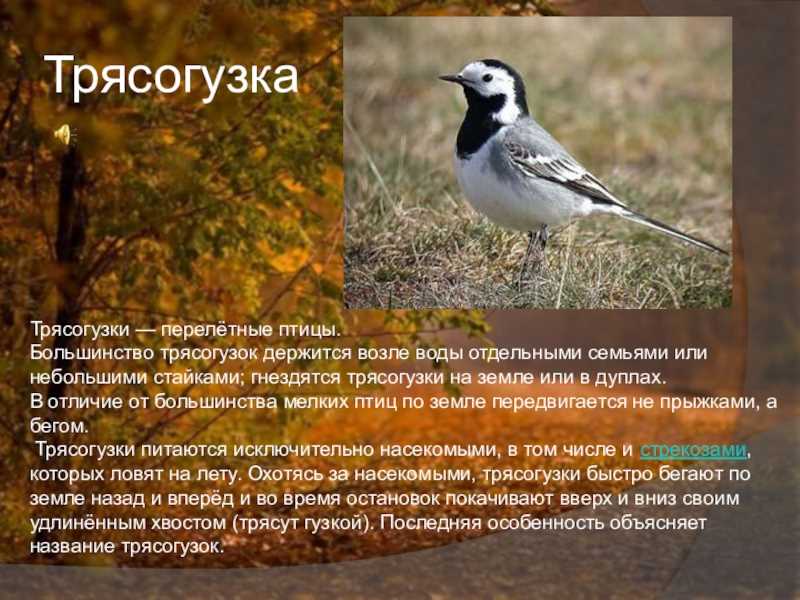 Что такое трясогузка и как она выглядит?