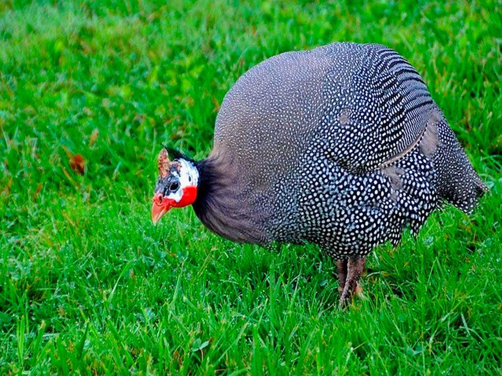 Возможные проблемы и болезни у цесарок