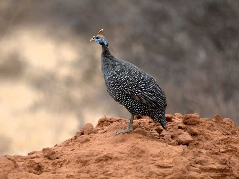 Цесарка: описание и особенности популярной домашней птицы