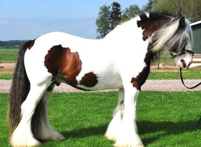 Цыганская порода лошадей: характеристика и черты внешности
