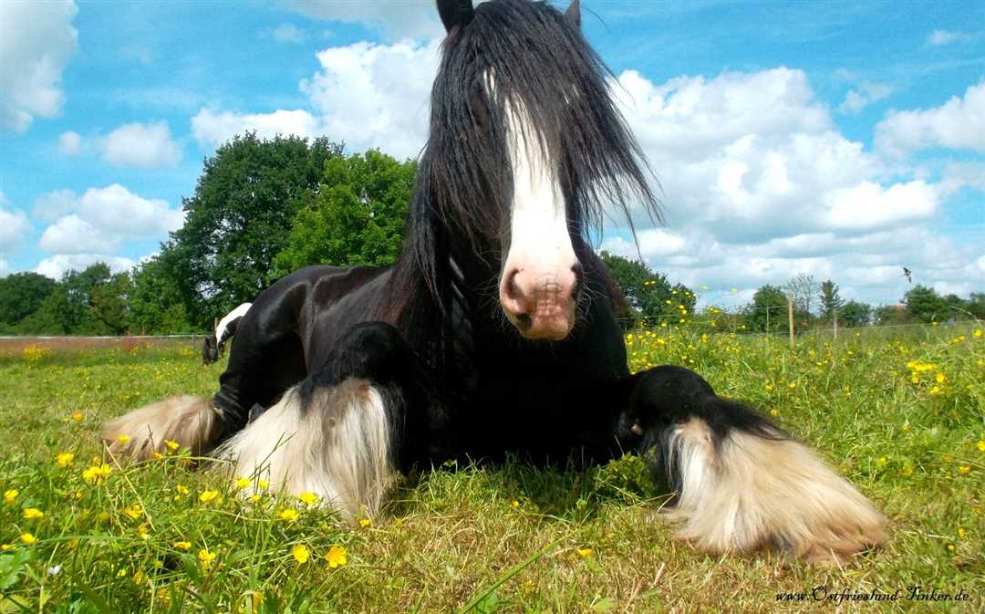 Воспитание и обучение лошадей цыганской породы