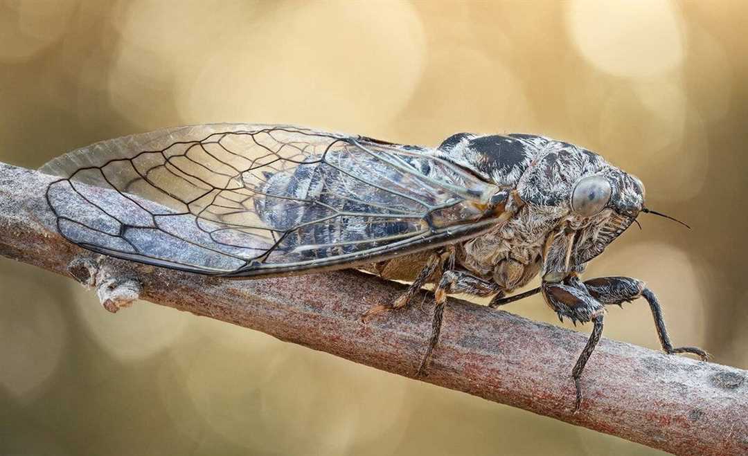 Цикада: как выглядит и где обитает