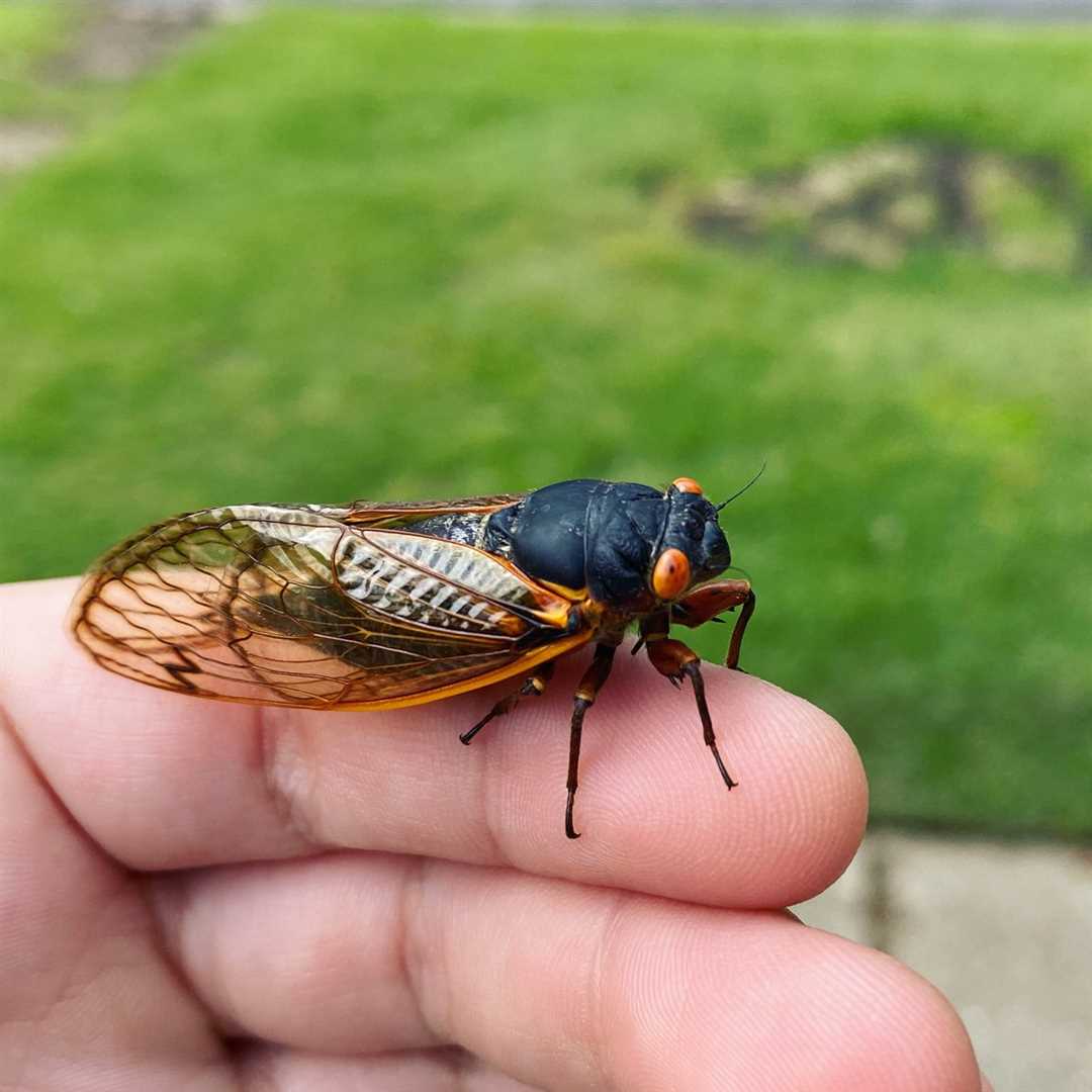 Цикады - откуда они берутся и каковы их особенности Цикады что это такое