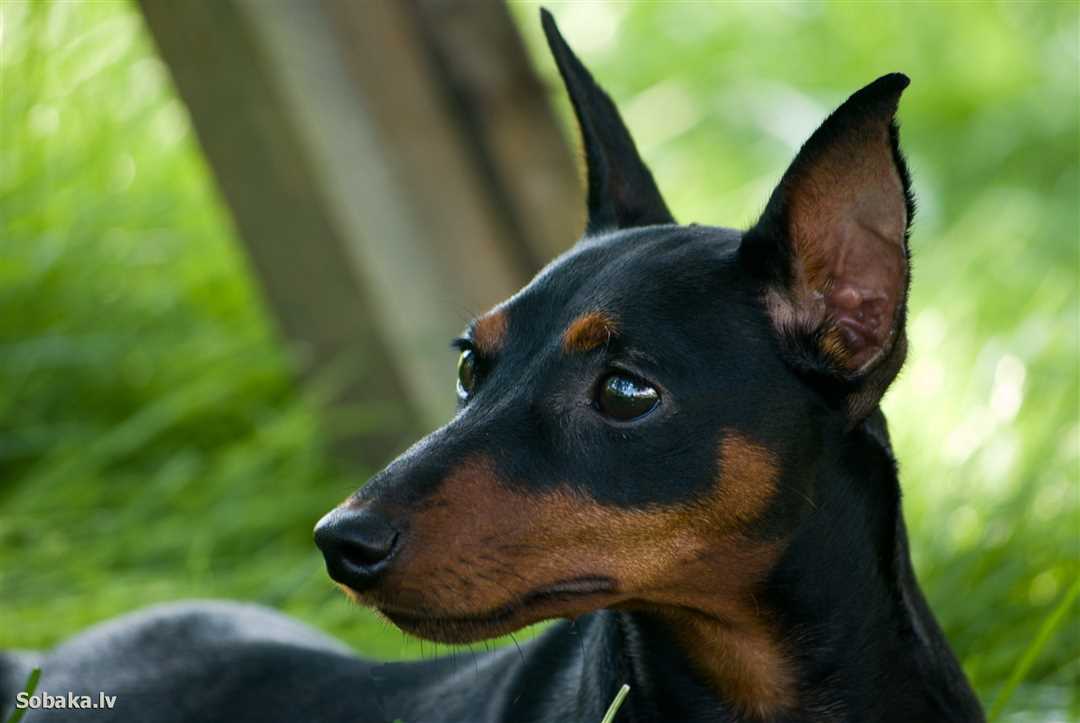 Описание породы