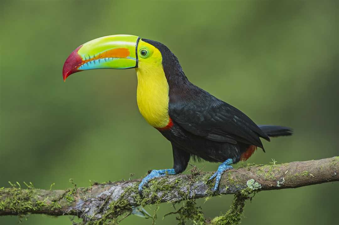 Угрозы для тукана