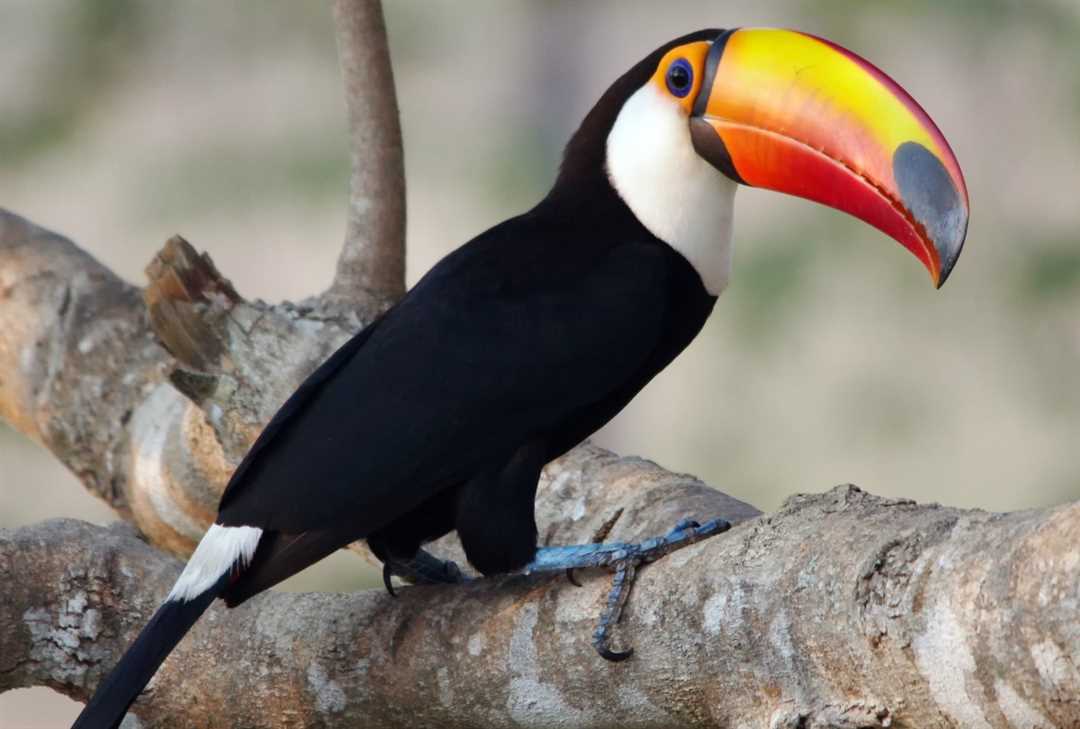 Что такое тукан?