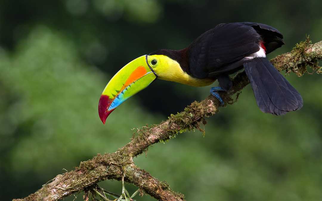 Птица тукан: интересные факты