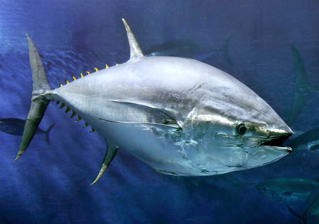 Тунец фото рыбы Тунец фото рыбы