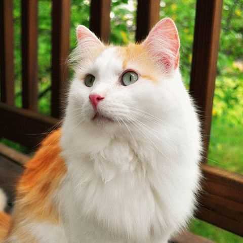 Турецкий ван: фото и особенности породы кошек