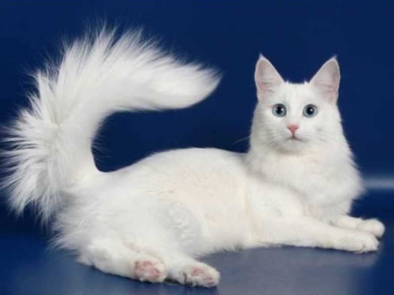 Появление турецкого вана как самостоятельной породы