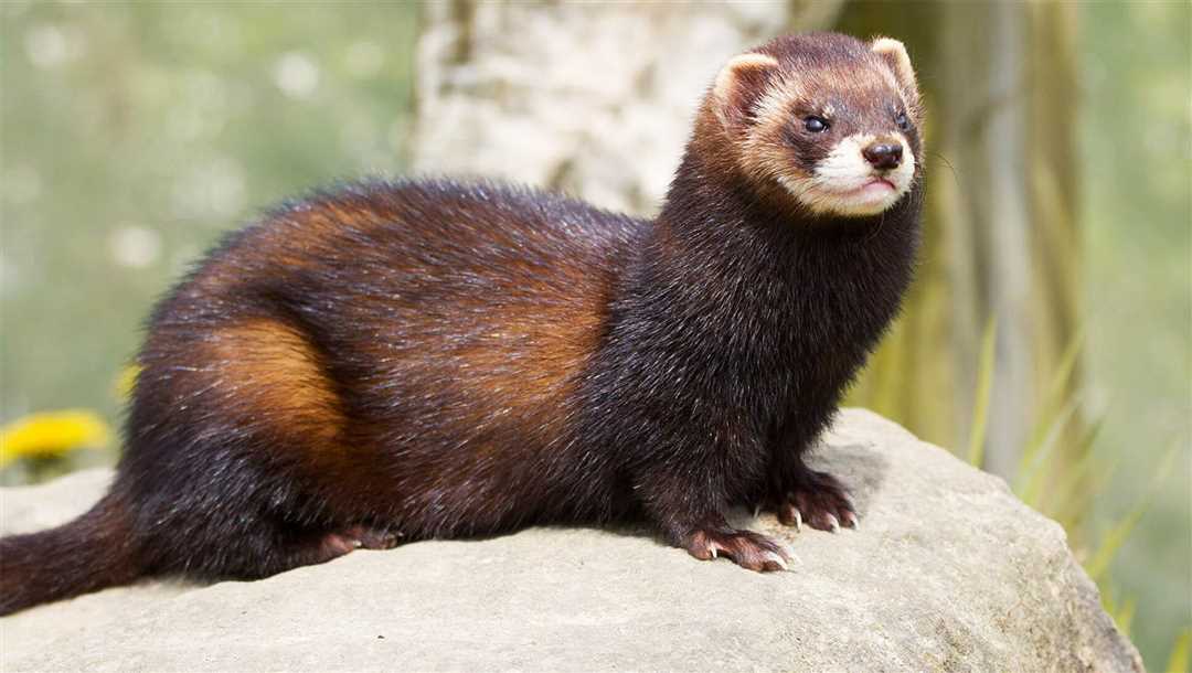 Тхир фото животное