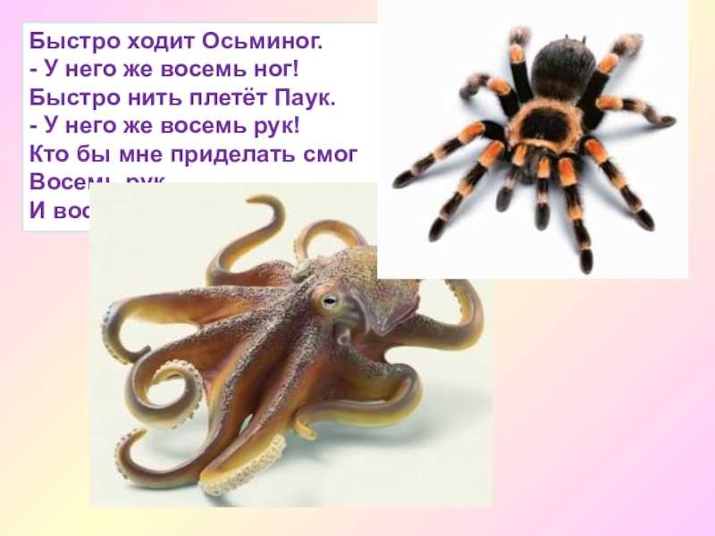 Как осьминоги питаются?