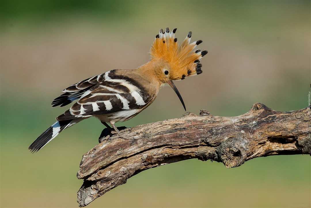 Удод птица - фото Удод фото птица