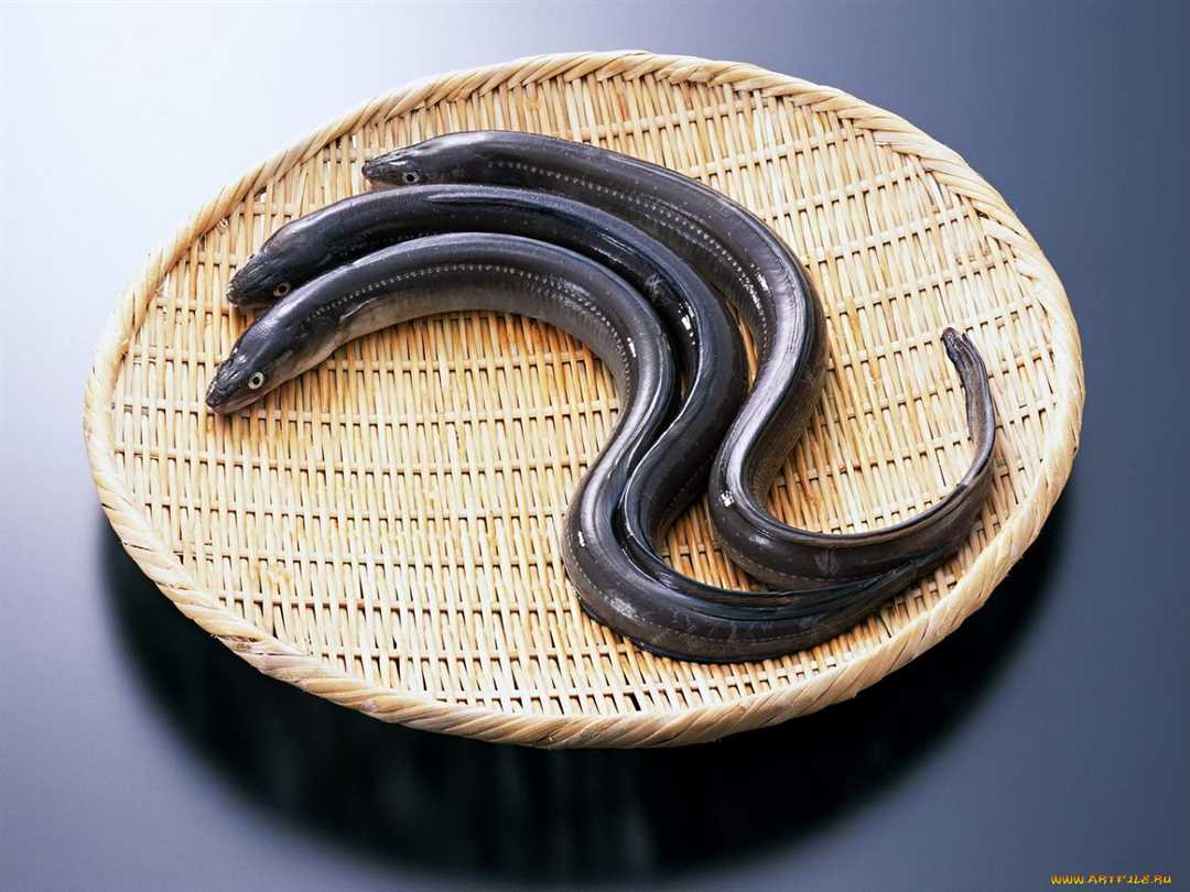 Места нереста угрей