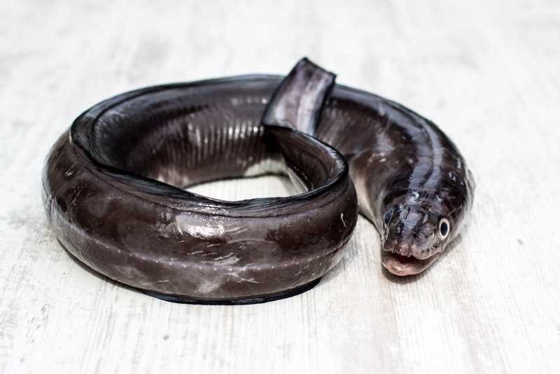 Особенности угрей