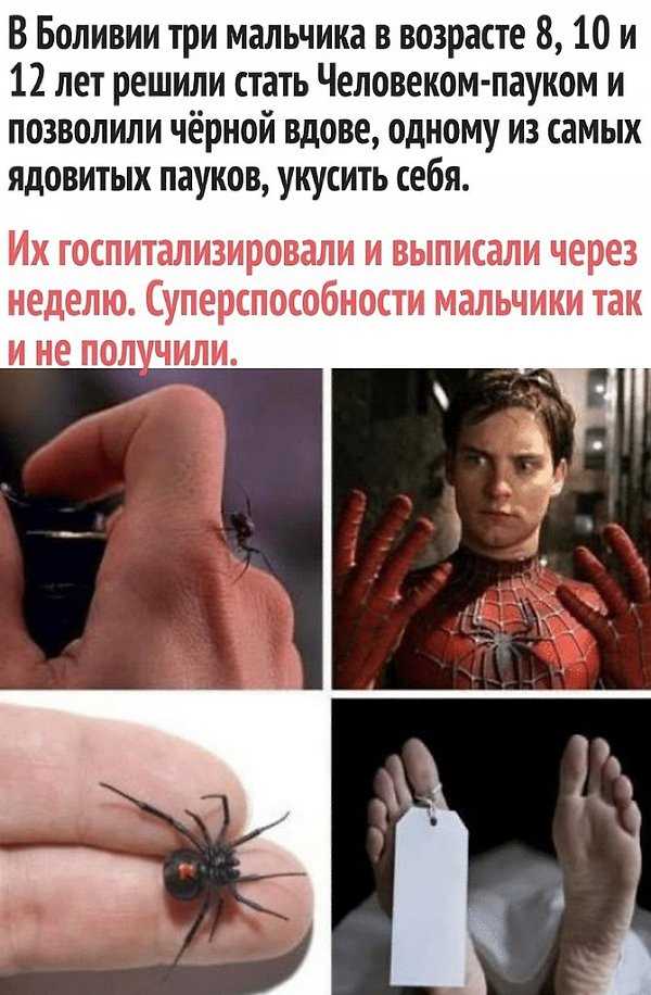 Желтый цвет у пауков