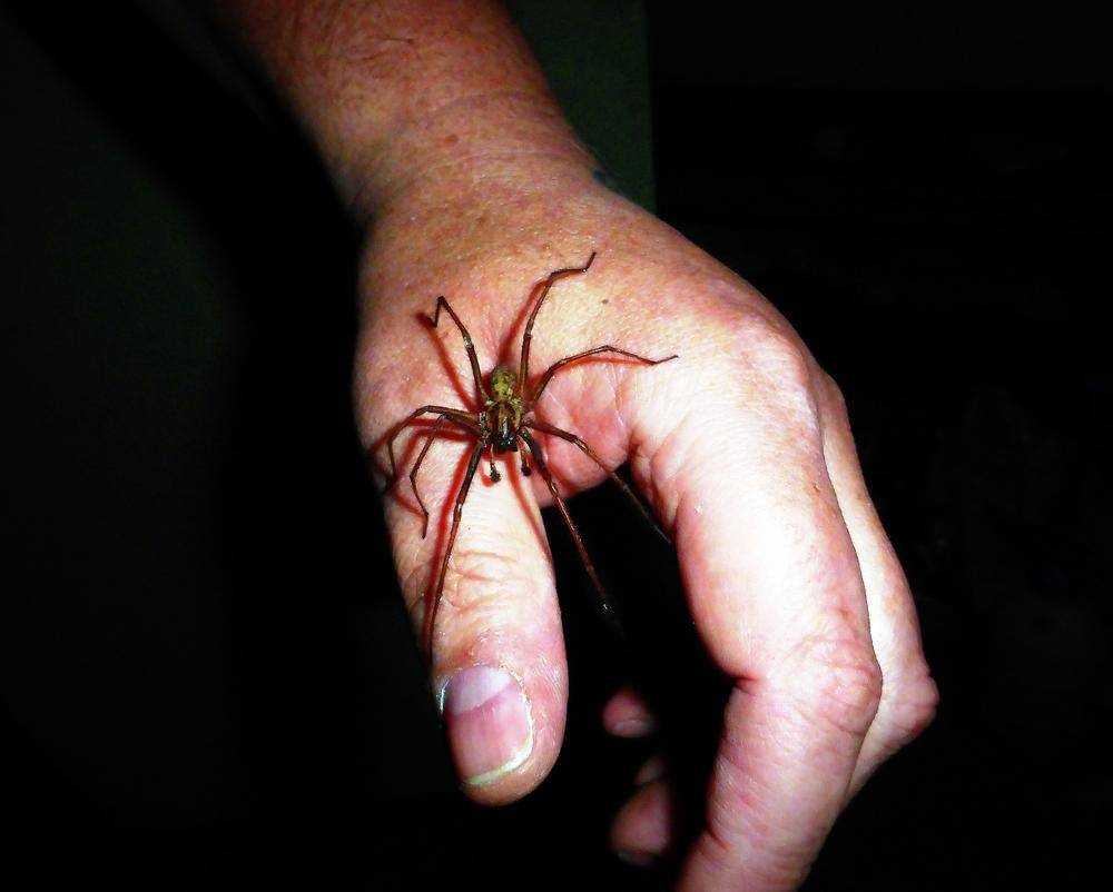 Укус паука фото