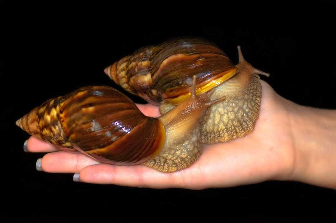 Для борьбы с целлюлитом и растяжками