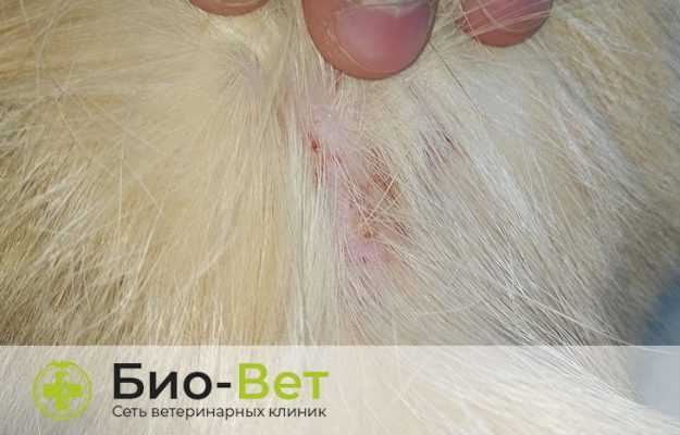 Правильный уход за ушами