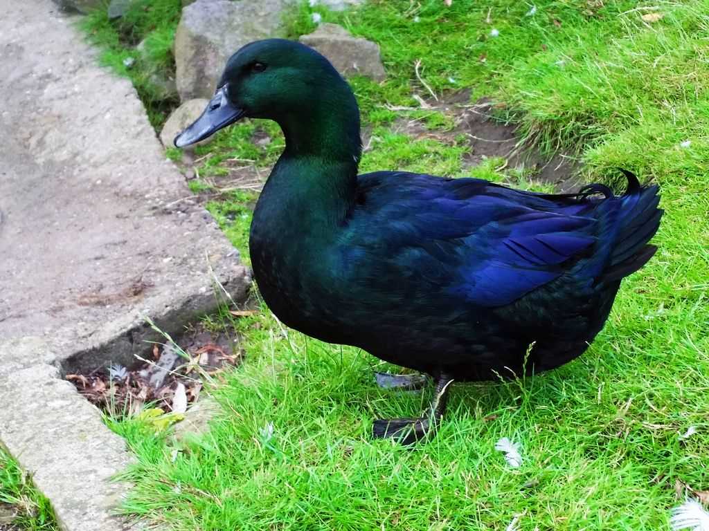 Продажа уток каюги