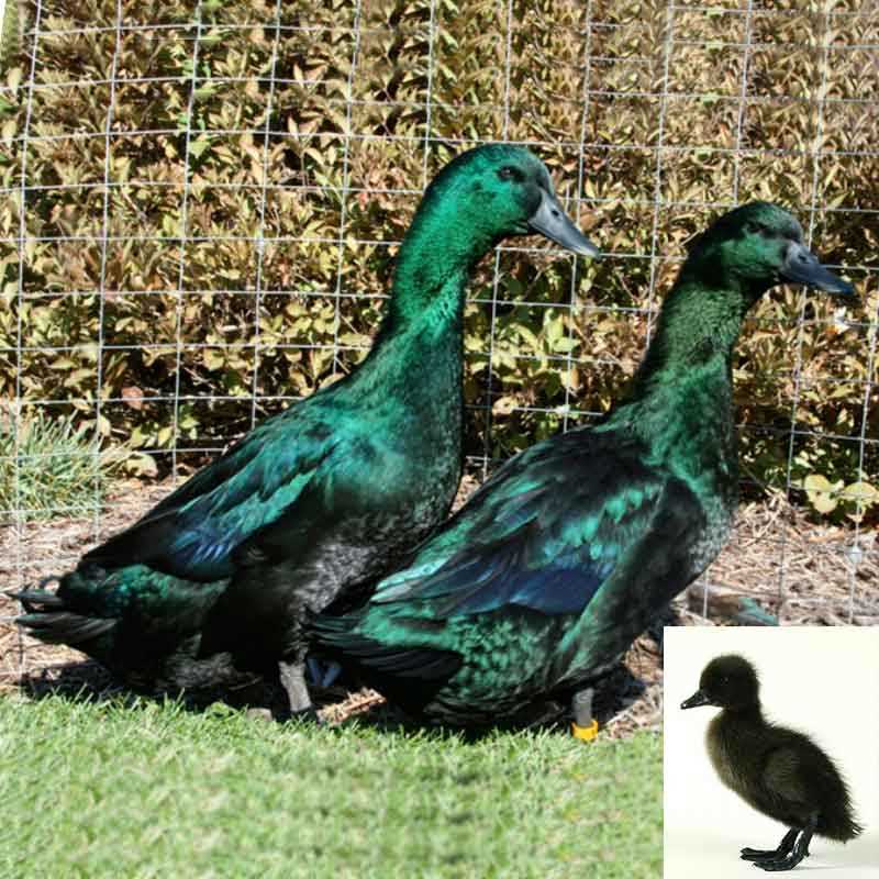 История происхождения утки каюги