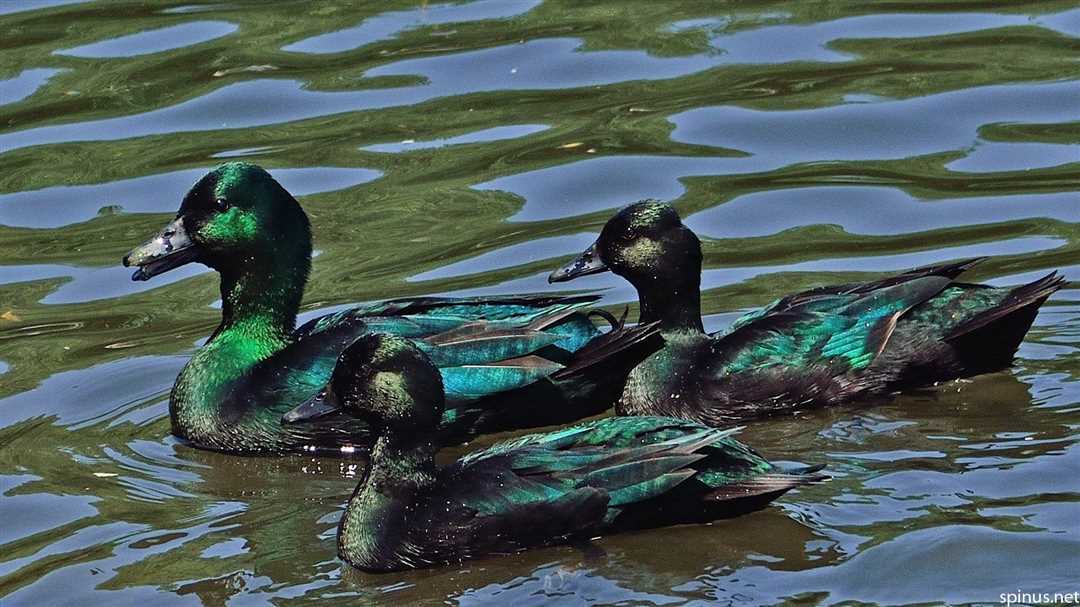 Утка каюга описание Утка каюга описание