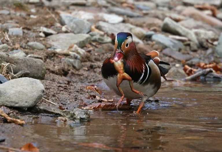 Местообитание