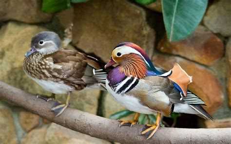 Утка мандаринка и ее статус в Красной книге