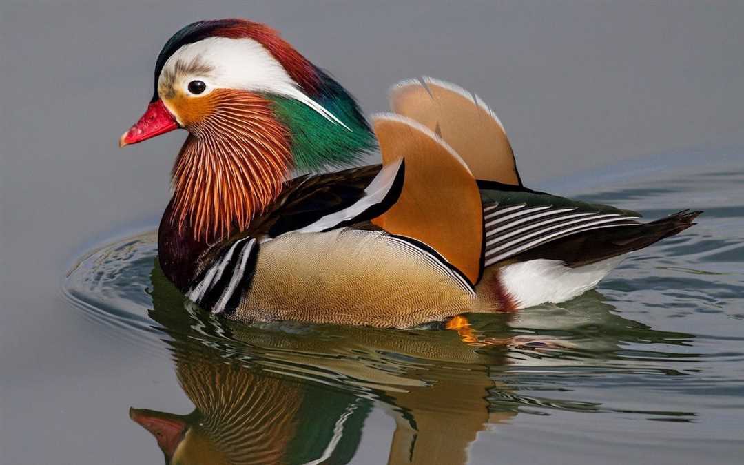 Распространение